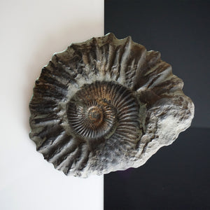 8.5" Brilliant Polished Ammonite Fossil Art. Signed by Artist.