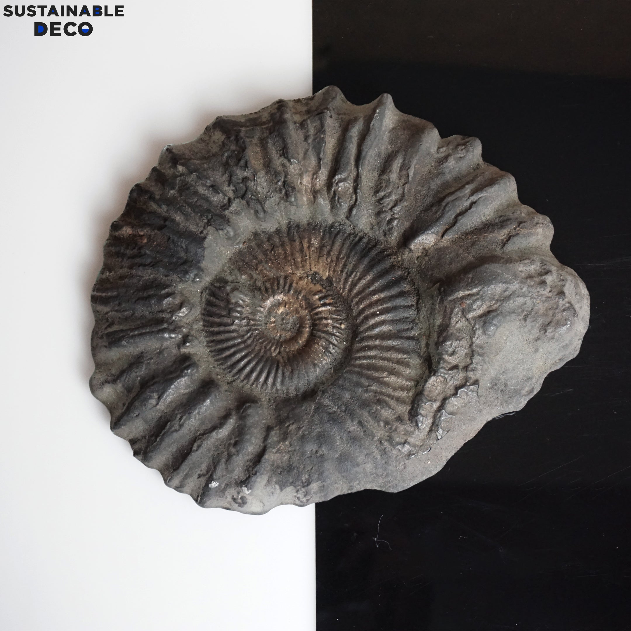 8.5" Brilliant Polished Ammonite Fossil Art. Signed by Artist.
