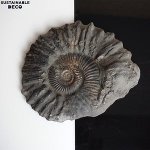 8.5" Brilliant Polished Ammonite Fossil Art. Signed by Artist.