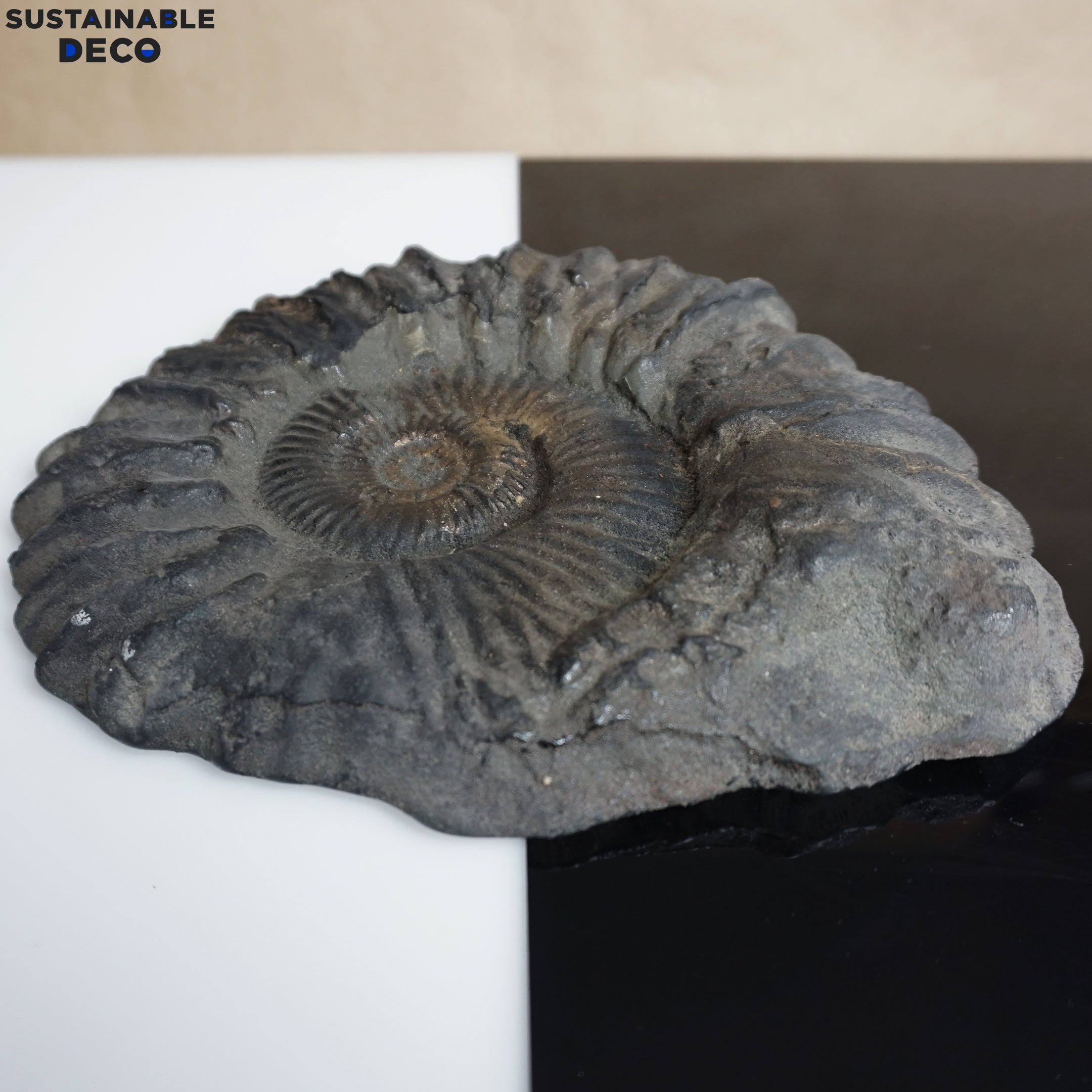 8.5" Brilliant Polished Ammonite Fossil Art. Signed by Artist.