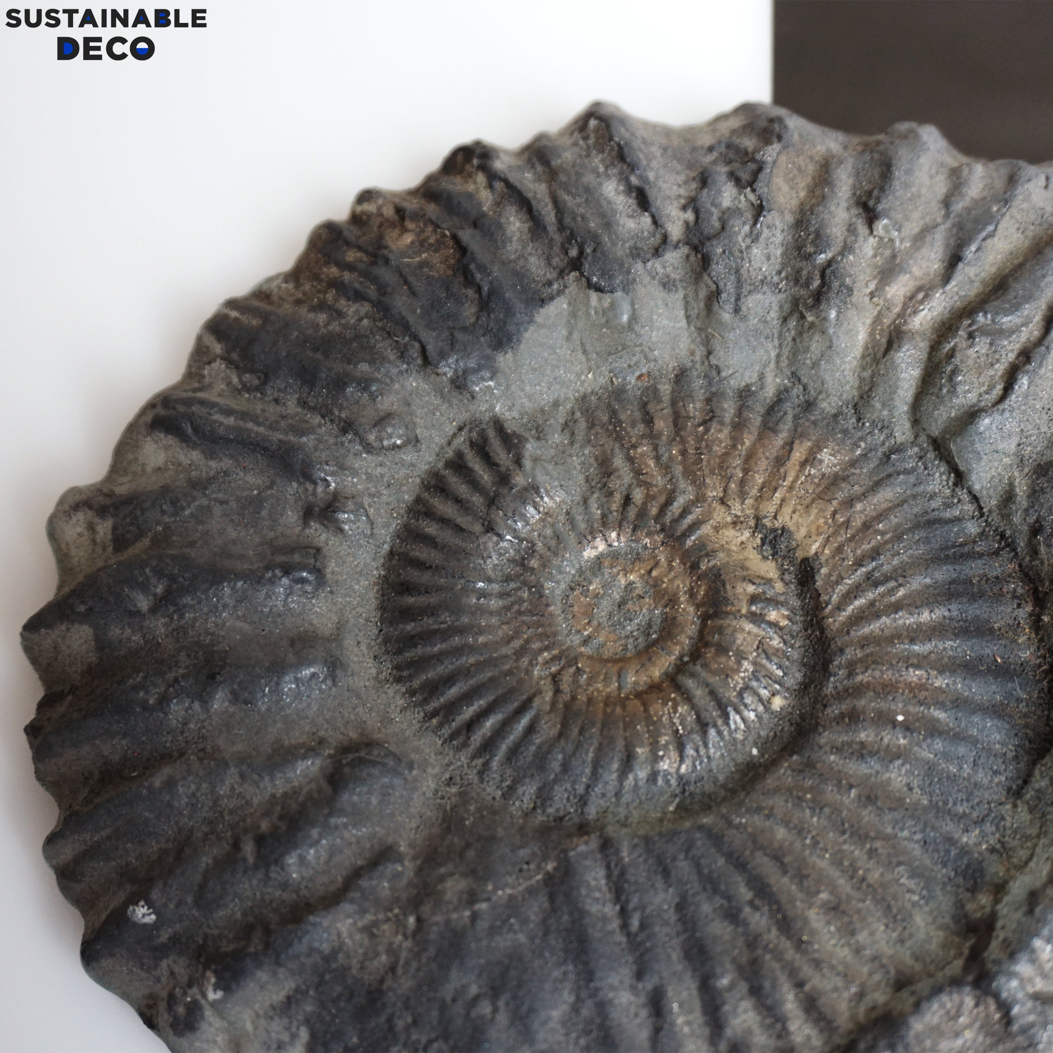 8.5" Brilliant Polished Ammonite Fossil Art. Signed by Artist.
