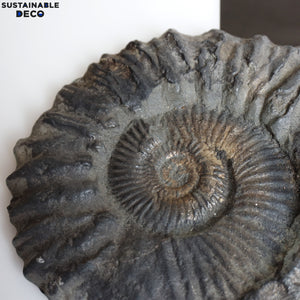 8.5" Brilliant Polished Ammonite Fossil Art. Signed by Artist.