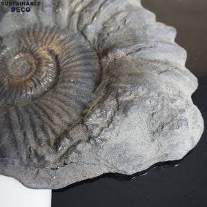 8.5" Brilliant Polished Ammonite Fossil Art. Signed by Artist.