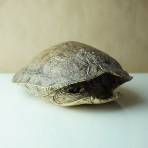 Vintage 9" Long Turtle Shell Bohemian Taxidermy Decor
