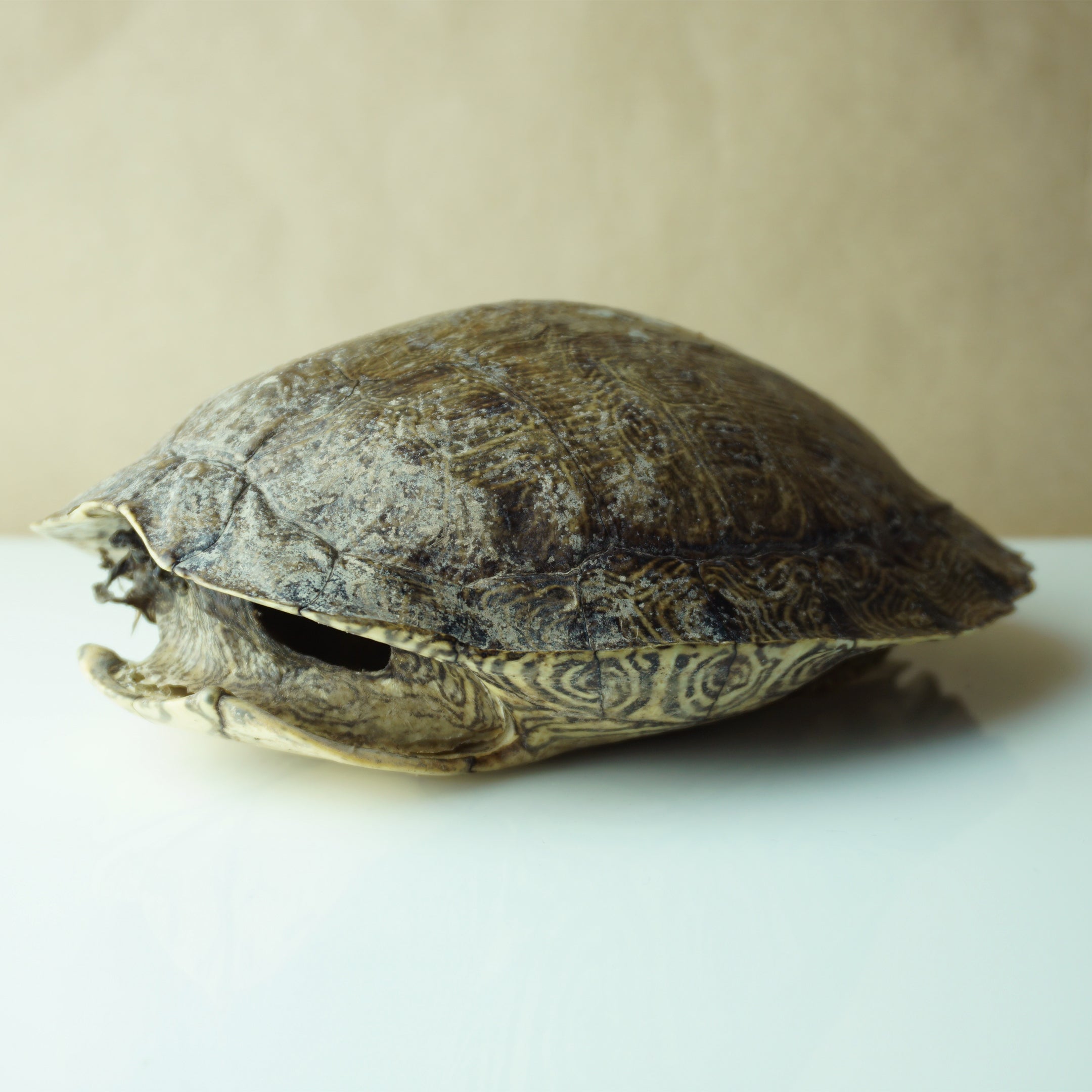 Vintage 9" Long Turtle Shell Bohemian Taxidermy Decor