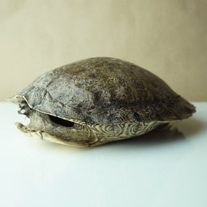 Vintage 9" Long Turtle Shell Bohemian Taxidermy Decor