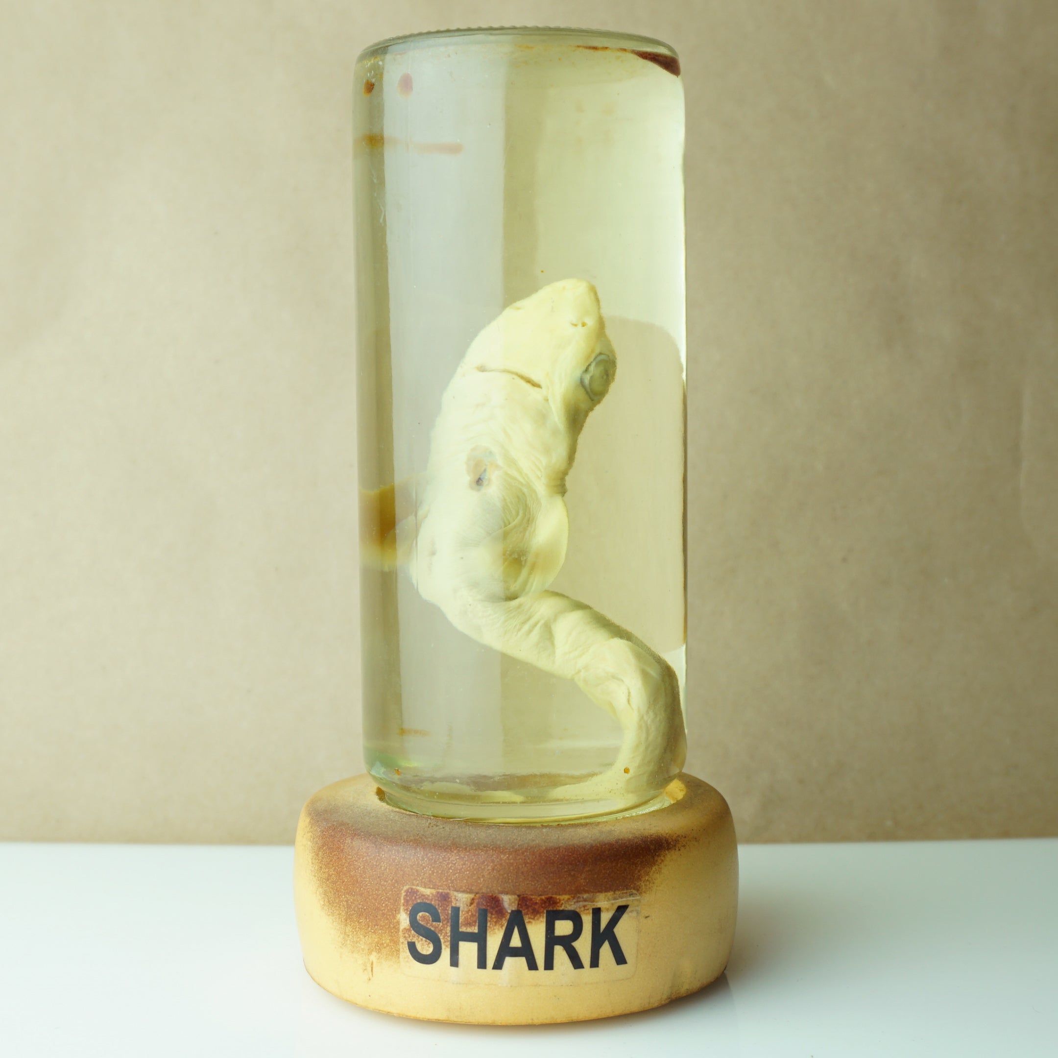 Vintage 7" Real Baby Shark Preserved in Sealed Jar Taxidermy Decor