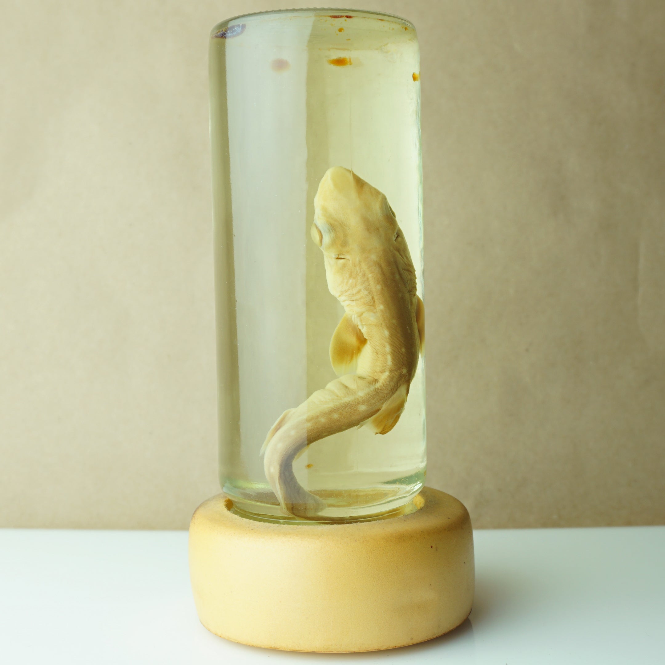 Vintage 7" Real Baby Shark Preserved in Sealed Jar Taxidermy Decor