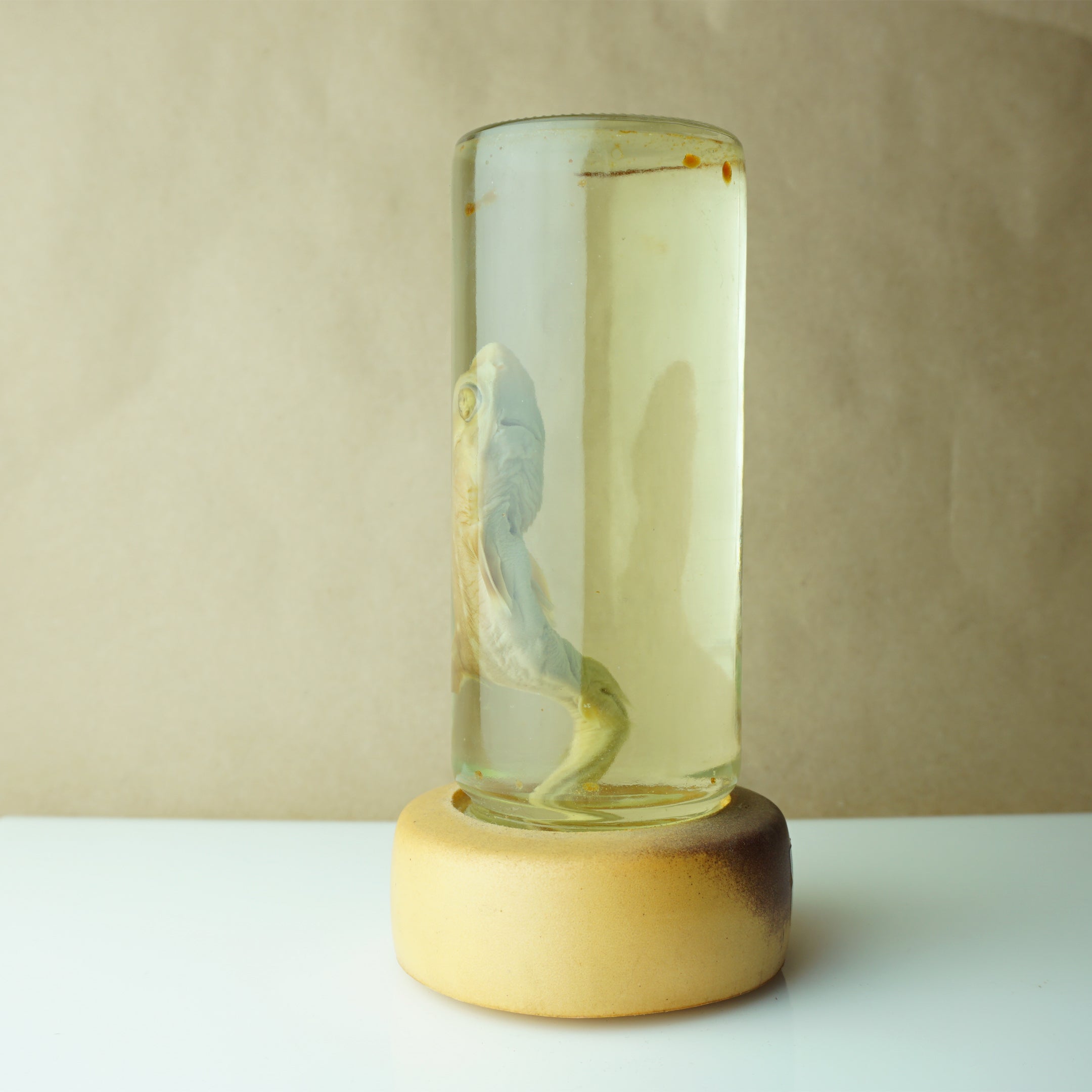 Vintage 7" Real Baby Shark Preserved in Sealed Jar Taxidermy Decor
