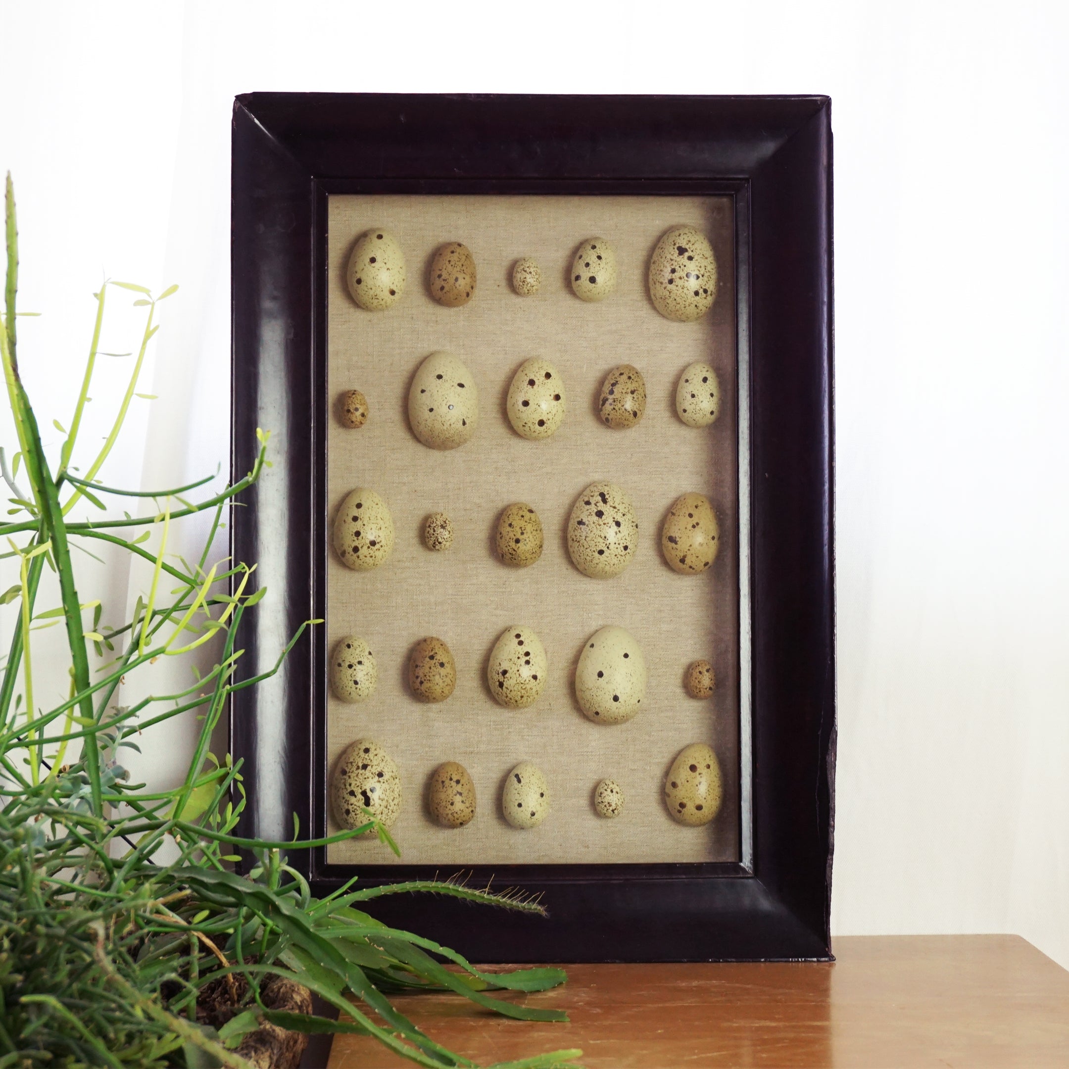 Large POTTERY BARN Spotted Faux-Bird Egg Shadow Box with Wooden Frame