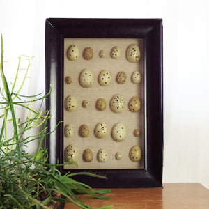 Large POTTERY BARN Spotted Faux-Bird Egg Shadow Box with Wooden Frame