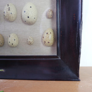 Large POTTERY BARN Spotted Faux-Bird Egg Shadow Box with Wooden Frame