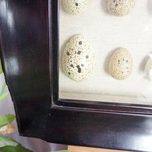 Large POTTERY BARN Spotted Faux-Bird Egg Shadow Box with Wooden Frame