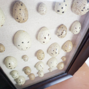 Large POTTERY BARN Spotted Faux-Bird Egg Shadow Box with Wooden Frame