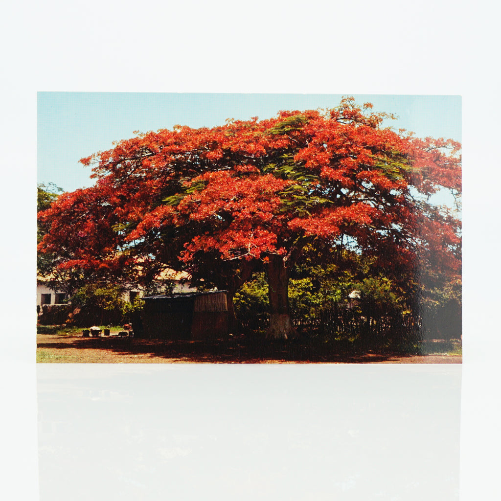 Pre-1970 Republique Du Senegal, Flamboyant, Africa, HOA-QUI - Red Tree, Unused Postcard
