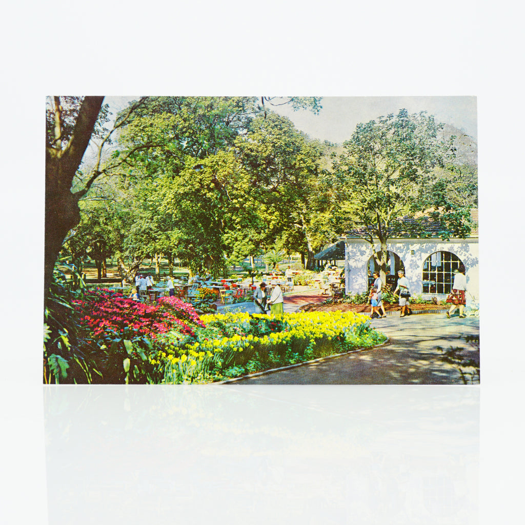 Pre-1970 Mitchell Park, Durban, South Africa, Unused Postcard. Daffodils and Azaleas in Bloom,
